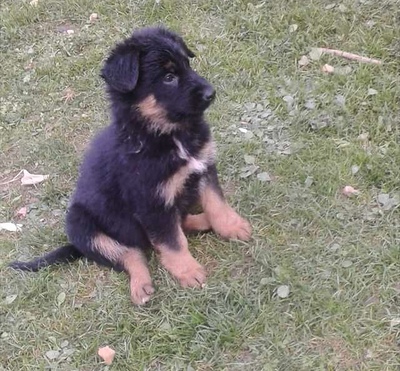 Deutscher Schäferhund Welpen - Rüde