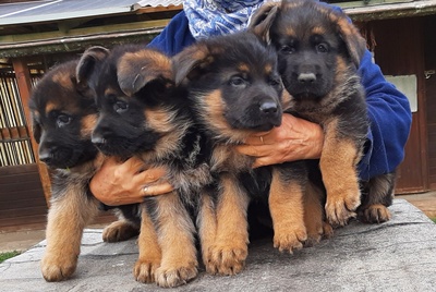 Deutscher Schäferhund Welpen - Rüde