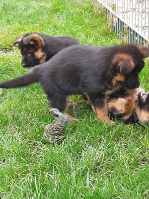 Deutscher Schäferhund Welpen - Rüde