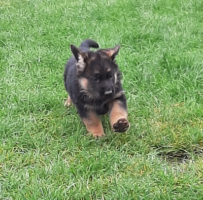 Deutscher Schäferhund Welpen - Rüde