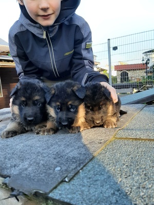 Deutscher Schäferhund Welpen - Rüde