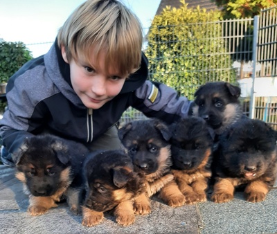 Deutscher Schäferhund Welpen - Rüde