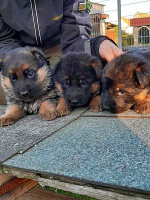 Deutscher Schäferhund Welpen - Rüde