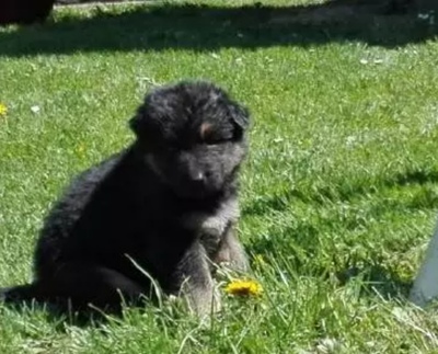 Deutscher Schäferhund und Altdeutscher Schäferhund Welpen - Rüde