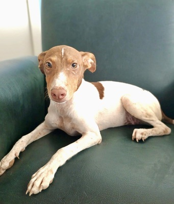 Deux, Podenco Andaluz - Rüde