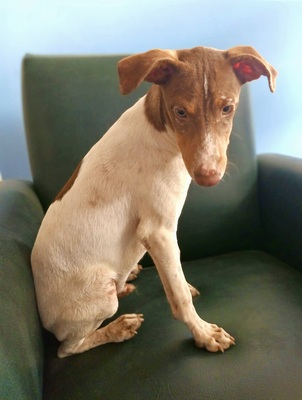 Deux, Podenco Andaluz - Rüde