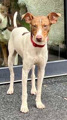 Deux, Podenco Andaluz - Rüde