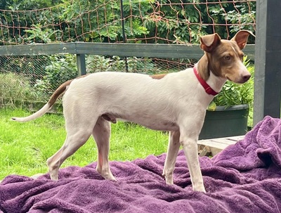 Deux, Podenco Andaluz - Rüde