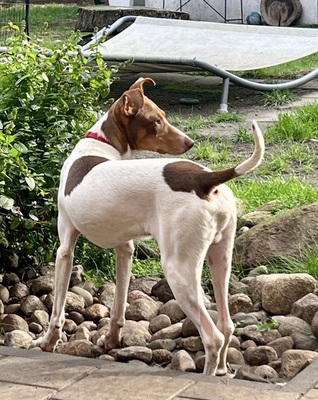 Deux, Podenco Andaluz - Rüde