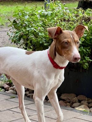 Deux, Podenco Andaluz - Rüde