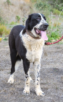 Devi - Stärke mit Sanftmut, Alabai - Hündin