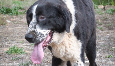 Devi - Stärke mit Sanftmut