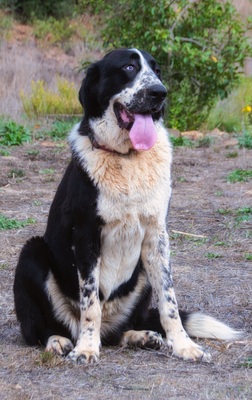 Devi - Stärke mit Sanftmut, Alabai - Hündin