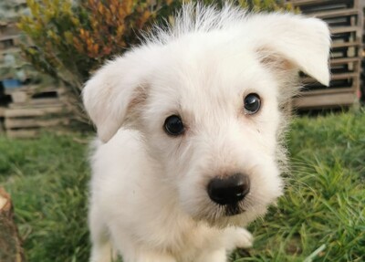 Devil, Mischling Welpen - Rüde