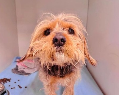 Dex, lieb, aktiv, verträglich, Yorkshire-Terrier Dackel - Rüde