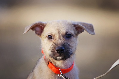 Dexter, Mischlingsrüde Welpen - Rüde