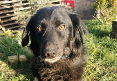 Dexter, Spaniel-Mischling - Rüde