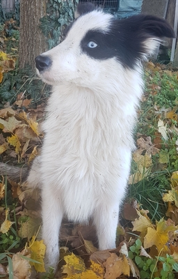 Dexter sucht dringend ein Zuhause, Mischling - Rüde