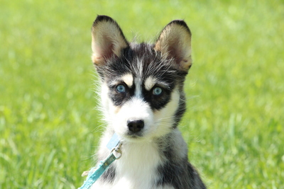 Diamanda, Mischling Welpen - Hündin