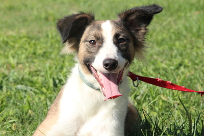 Diamond, Mischling - Hündin