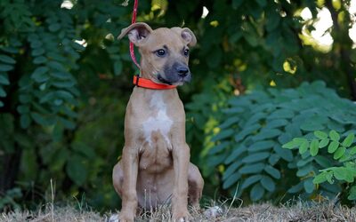 Diana, Mischling Welpen - Hündin