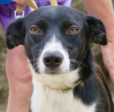 Diana, Mix - Hündin