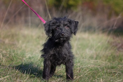 Diana, Pumi- Mischling Welpen - Hündin