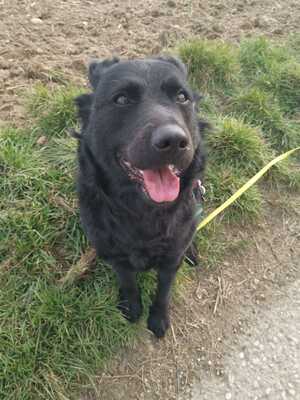 Diana, Schäfermischling - Hündin