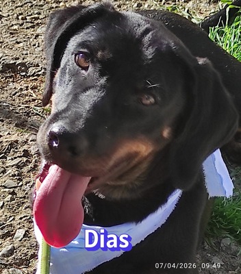 Dias, Bracke - Rüde