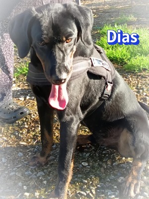 Dias, Bracke - Rüde