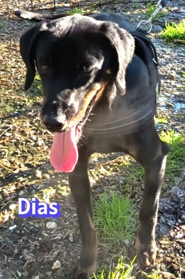 Dias, Bracke - Rüde