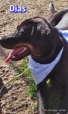 Dias, Bracke - Rüde