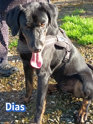 Dias, Bracke - Rüde