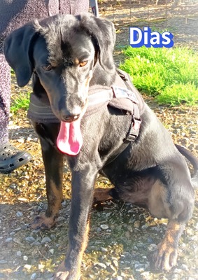 Dias, Bracke - Rüde