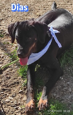 Dias, Bracke - Rüde