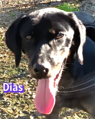 Dias, Bracke - Rüde