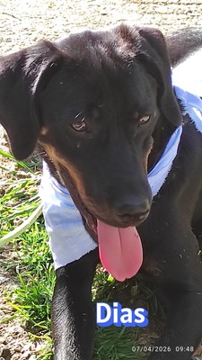 Dias, Bracke - Rüde