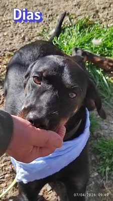 Dias, Bracke - Rüde