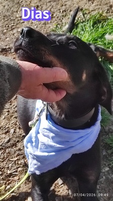 Dias, Bracke - Rüde