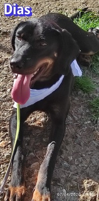 Dias, Bracke - Rüde