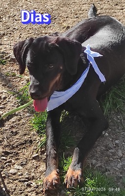 Dias, Bracke - Rüde