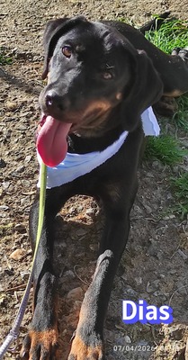 Dias, Bracke - Rüde