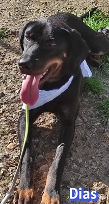 Dias, Bracke - Rüde