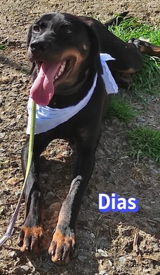 Dias, Bracken-Mix - Rüde