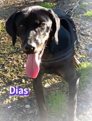 Dias, Bracken-Mix - Rüde
