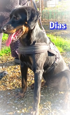 Dias, Bracken-Mix - Rüde