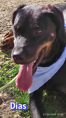 Dias, Bracken-Mix - Rüde