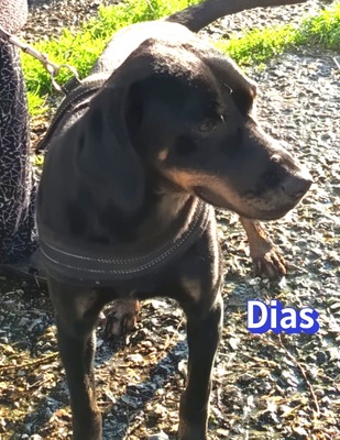 Dias, Bracken-Mix - Rüde