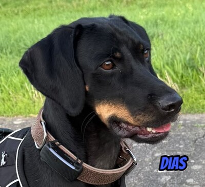 Dias