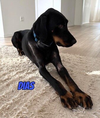 Dias, Brandlbracke - Rüde
